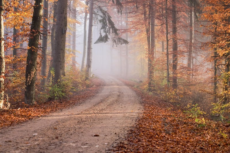 Forest Path